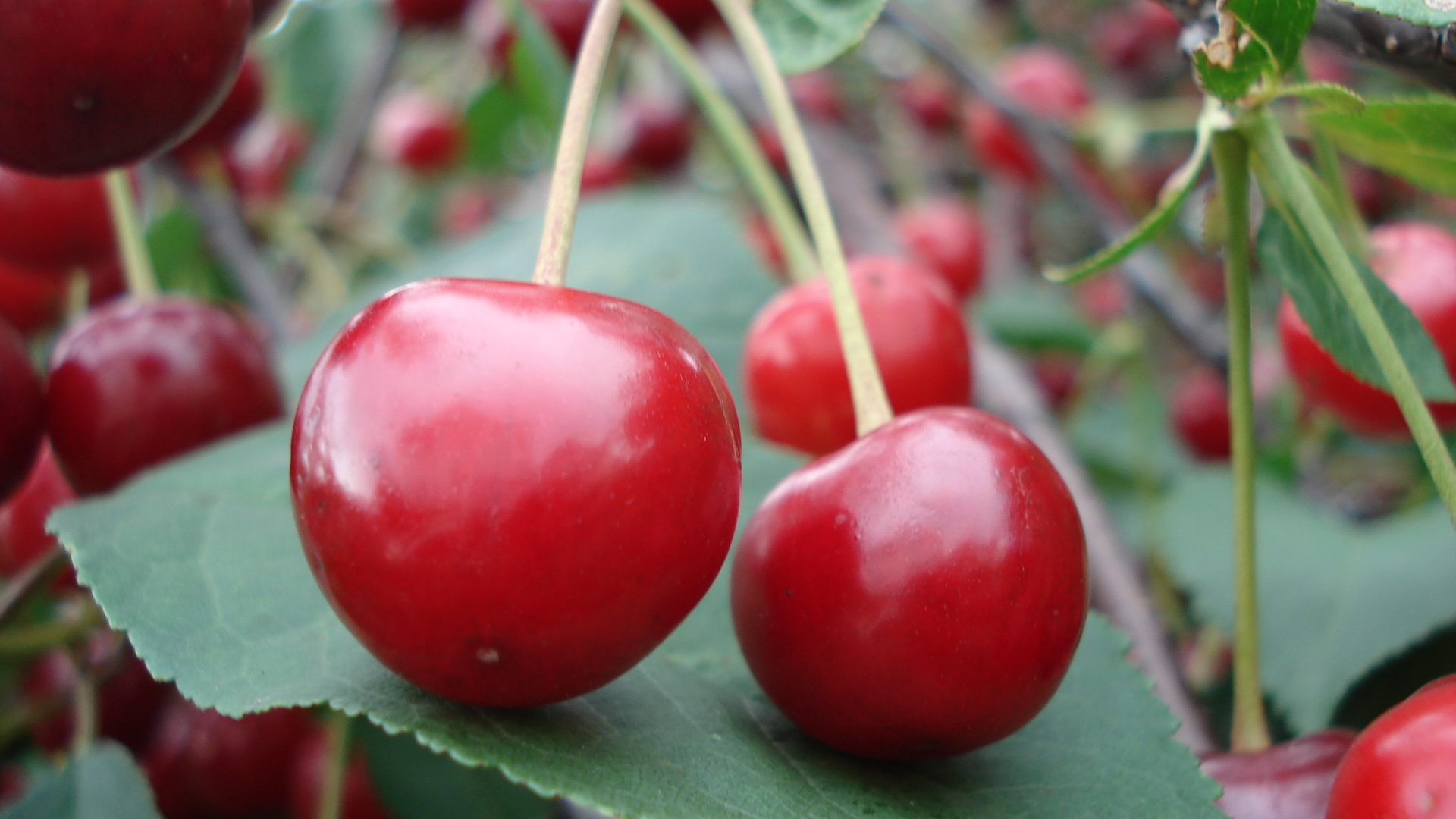cherry